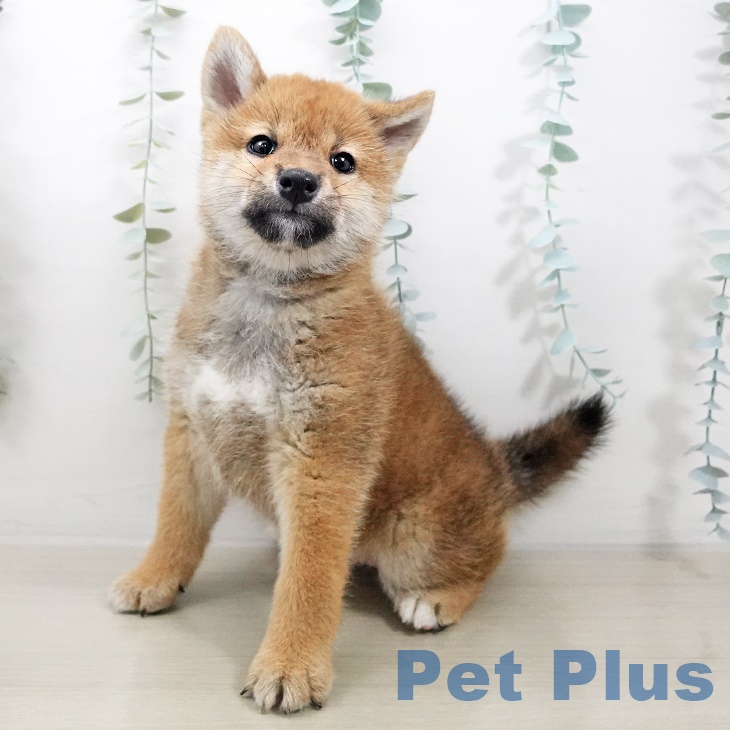 千葉県の柴犬(標準サイズ) (ペットプラスユーカリが丘店/2025年7月21日生まれ/女の子/赤)の子犬の2枚目の画像