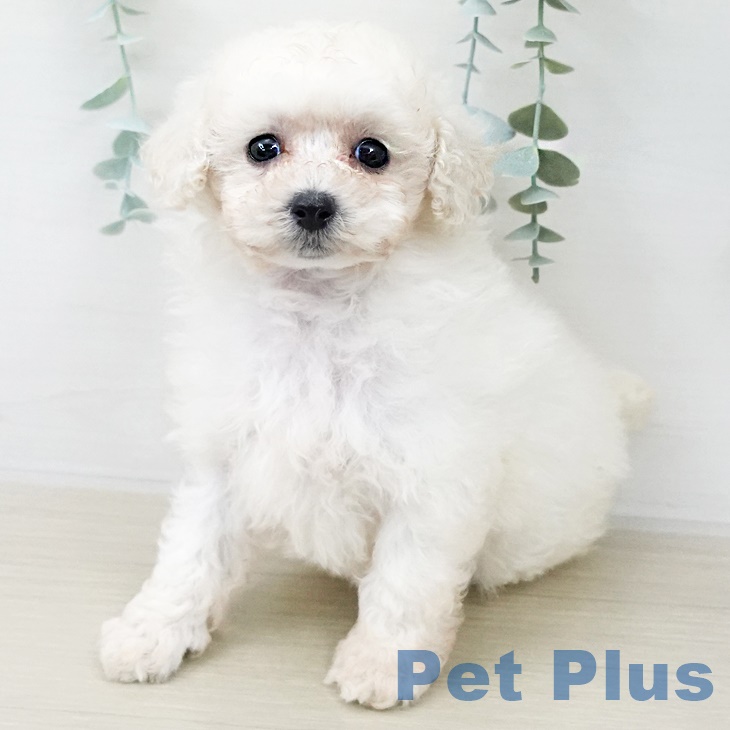 長野県のトイプードル(トイ) (ペットプラス須坂店/2025年7月19日生まれ/女の子/ホワイト)の子犬
