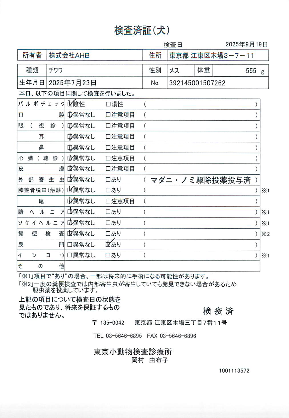 チワワ