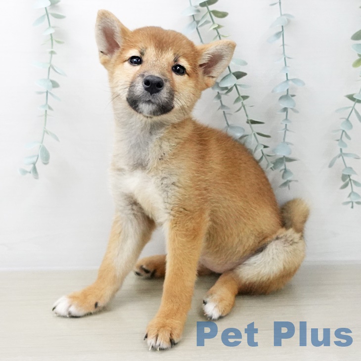長野県の柴犬(標準サイズ) (ペットプラス須坂店/2025年7月17日生まれ/女の子/赤)の子犬の1枚目の画像
