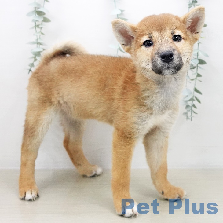 長野県の柴犬(標準サイズ) (ペットプラス須坂店/2025年7月17日生まれ/女の子/赤)の子犬の2枚目の画像