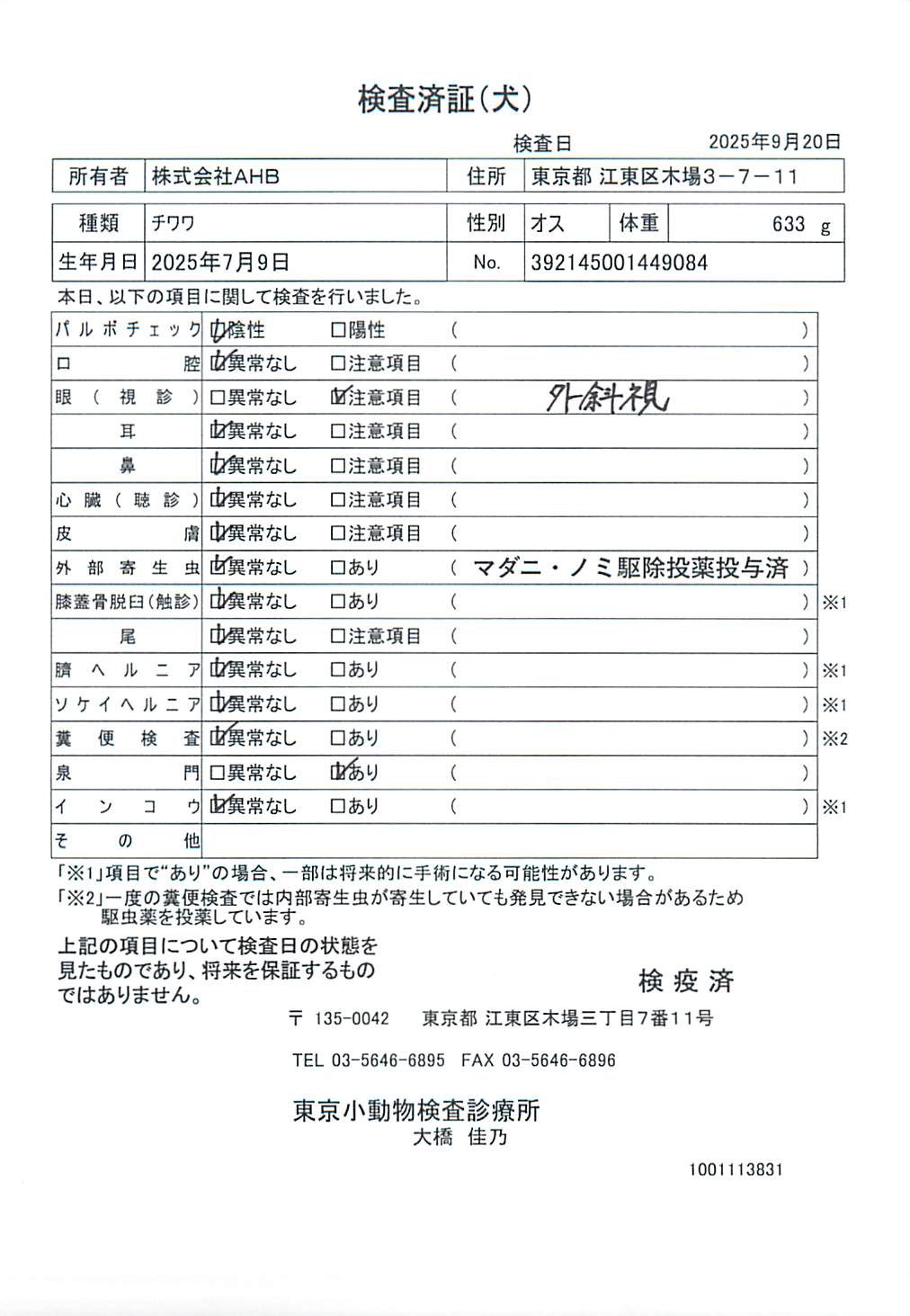 チワワ