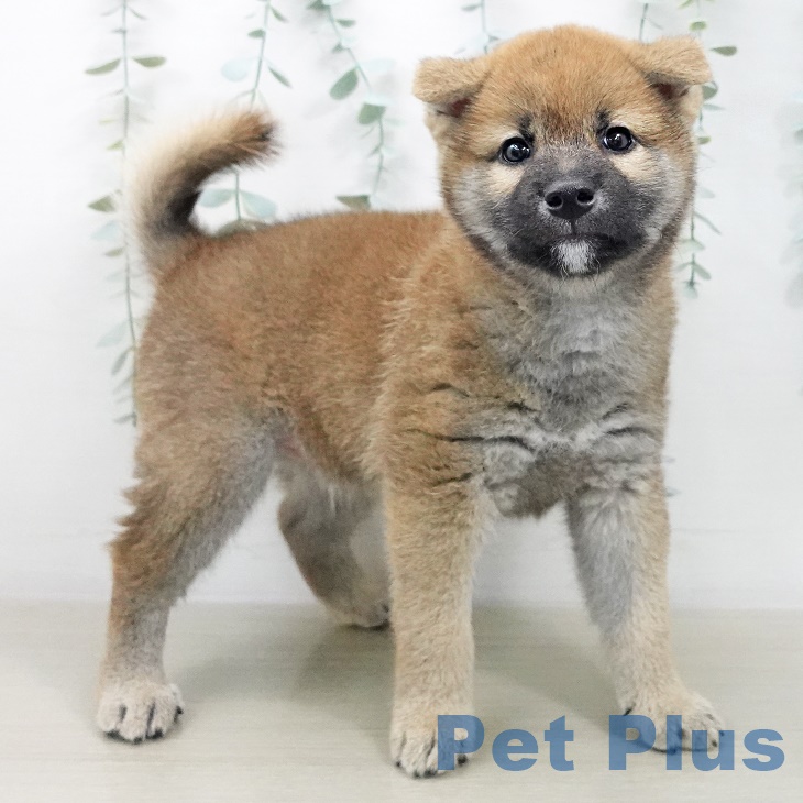 千葉県の柴犬(標準サイズ) (ペットプラス木更津店/2025年7月24日生まれ/男の子/赤)の子犬