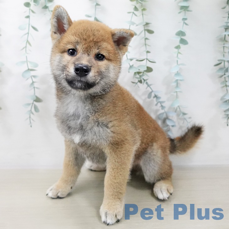 埼玉県の柴犬(標準サイズ) (ペットプラスららぽーと富士見店/2025年7月22日生まれ/男の子/赤)の子犬の1枚目の画像