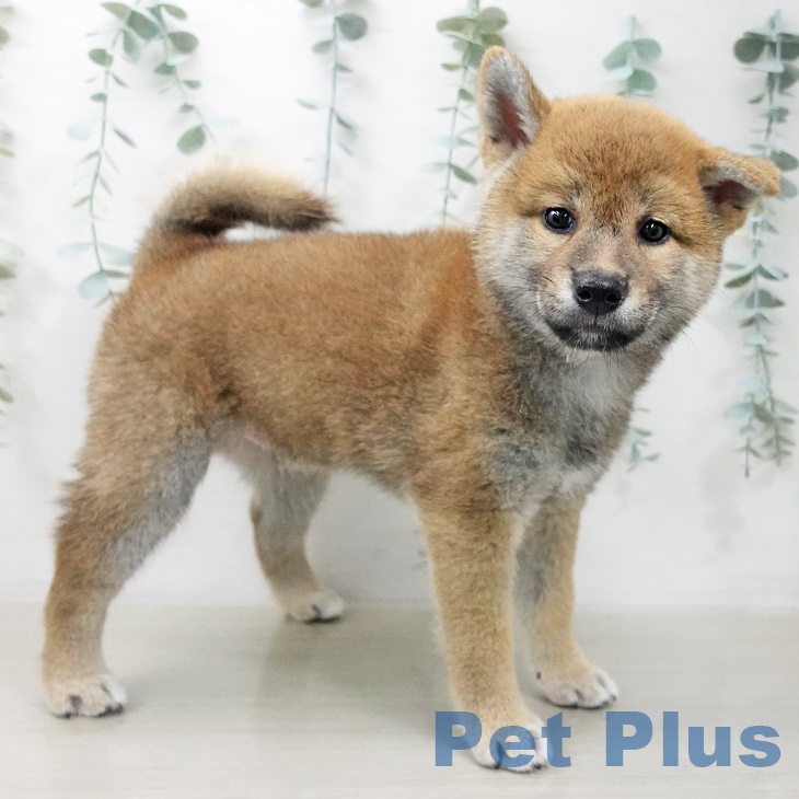 埼玉県の柴犬(標準サイズ) (ペットプラスららぽーと富士見店/2025年7月22日生まれ/男の子/赤)の子犬の2枚目の画像