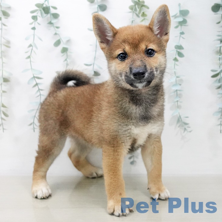 山梨県の柴犬(標準サイズ) (ペットプラス甲府昭和店/2025年7月22日生まれ/女の子/赤)の子犬の1枚目の画像