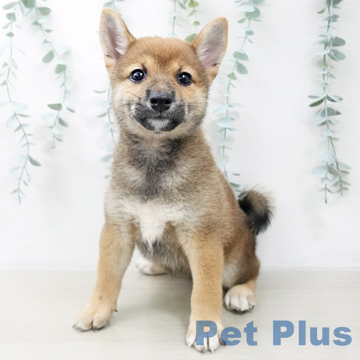 山梨県の柴犬(標準サイズ) (ペットプラス甲府昭和店/2025年7月22日生まれ/女の子/赤)の子犬の2枚目の画像