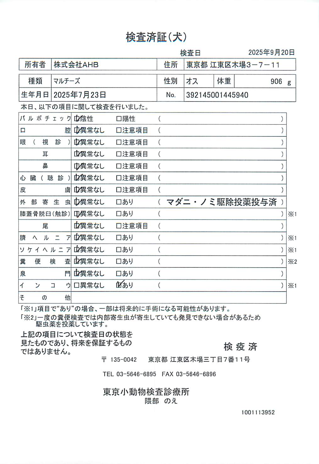 マルチーズ
