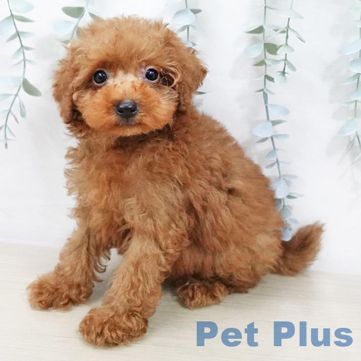 山形県のトイプードル(トイ) (ペットプラス天童店/2025年7月8日生まれ/男の子/レッド)の子犬の1枚目の画像