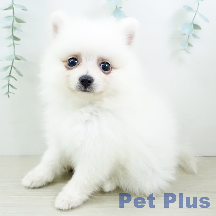 埼玉県のポメラニアン (ペットプラス羽生店/2025年7月24日生まれ/女の子/クリーム)の子犬の1枚目の画像