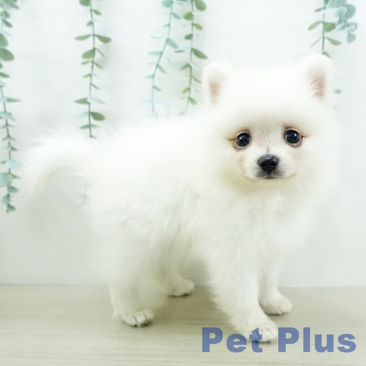 埼玉県のポメラニアン (ペットプラス羽生店/2025年7月24日生まれ/女の子/クリーム)の子犬の2枚目の画像