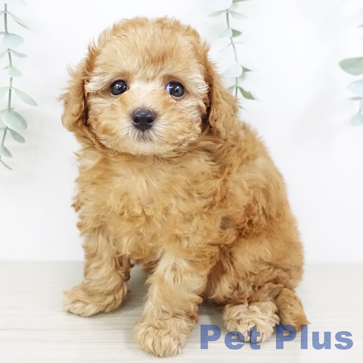 長野県のトイプードル(トイ) (ペットプラス松本店/2025年7月20日生まれ/男の子/レッド)の子犬の1枚目の画像