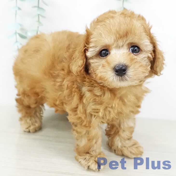 長野県のトイプードル(トイ) (ペットプラス松本店/2025年7月20日生まれ/男の子/レッド)の子犬の2枚目の画像