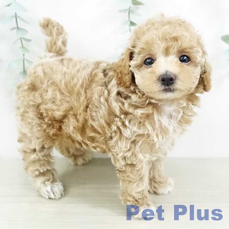 宮城県のトイプードル(トイ) (ペットプラス 仙台泉大沢店/2025年7月20日生まれ/女の子/アプリコット)の子犬の1枚目の画像