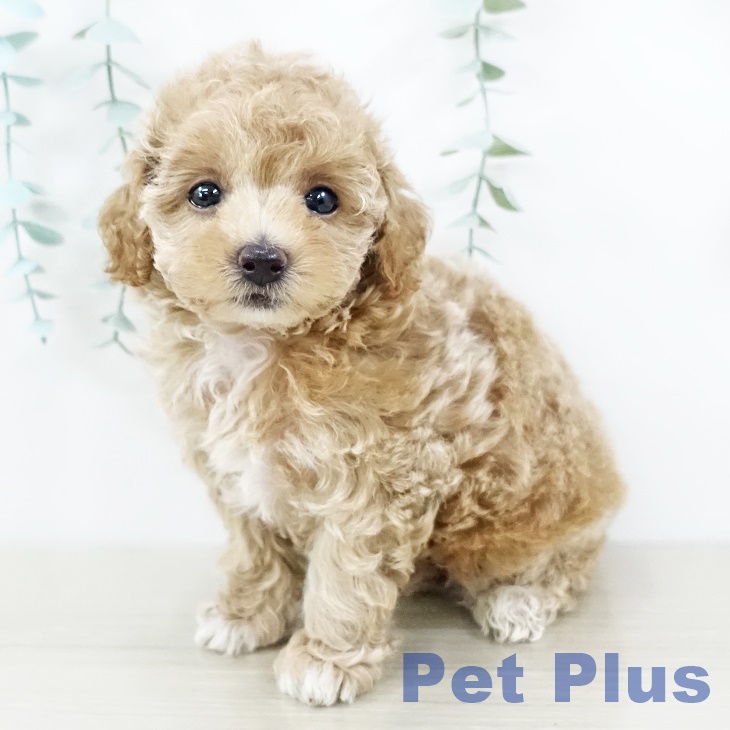 宮城県のトイプードル(トイ) (ペットプラス 仙台泉大沢店/2025年7月20日生まれ/女の子/アプリコット)の子犬の2枚目の画像