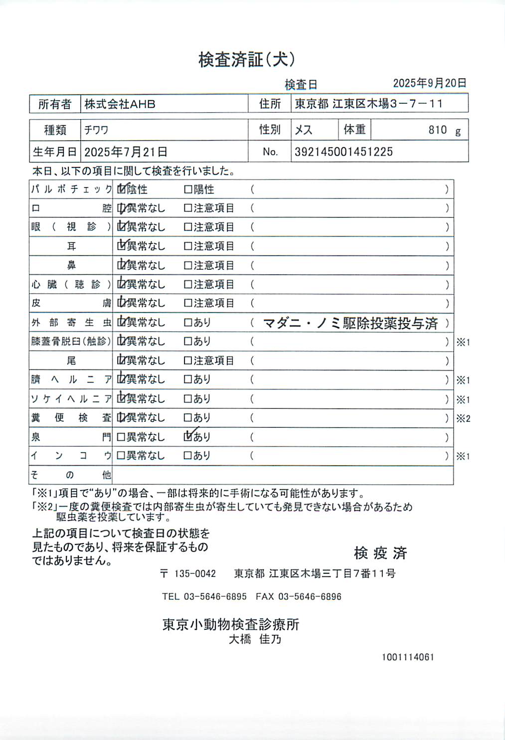 チワワ