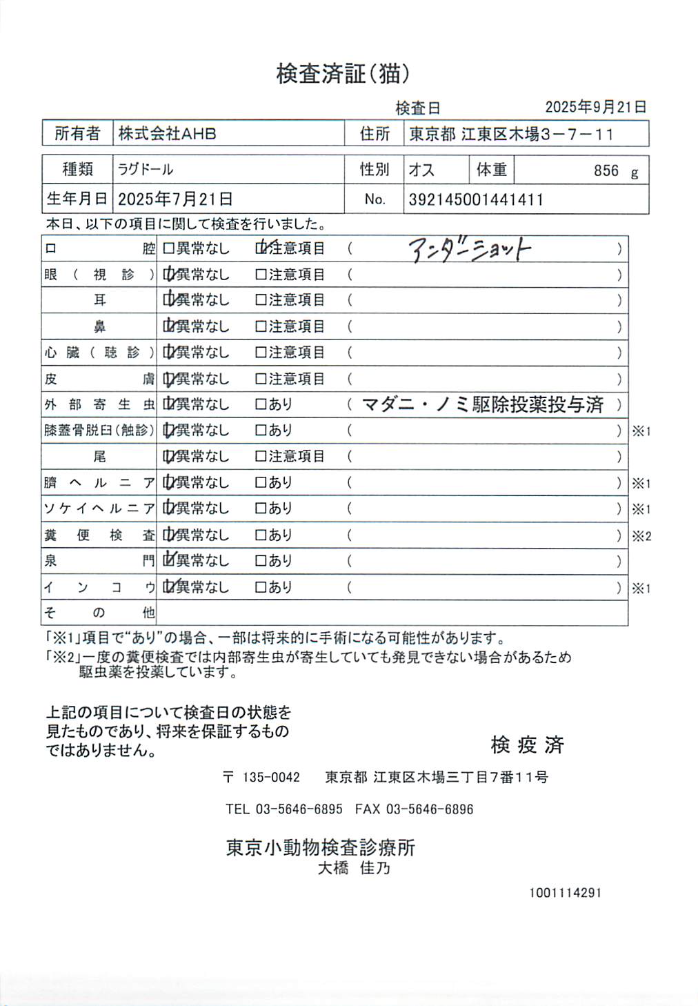 ラグドール