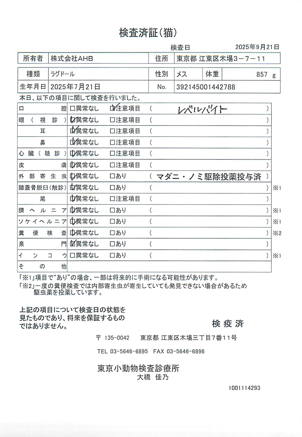 ラグドール