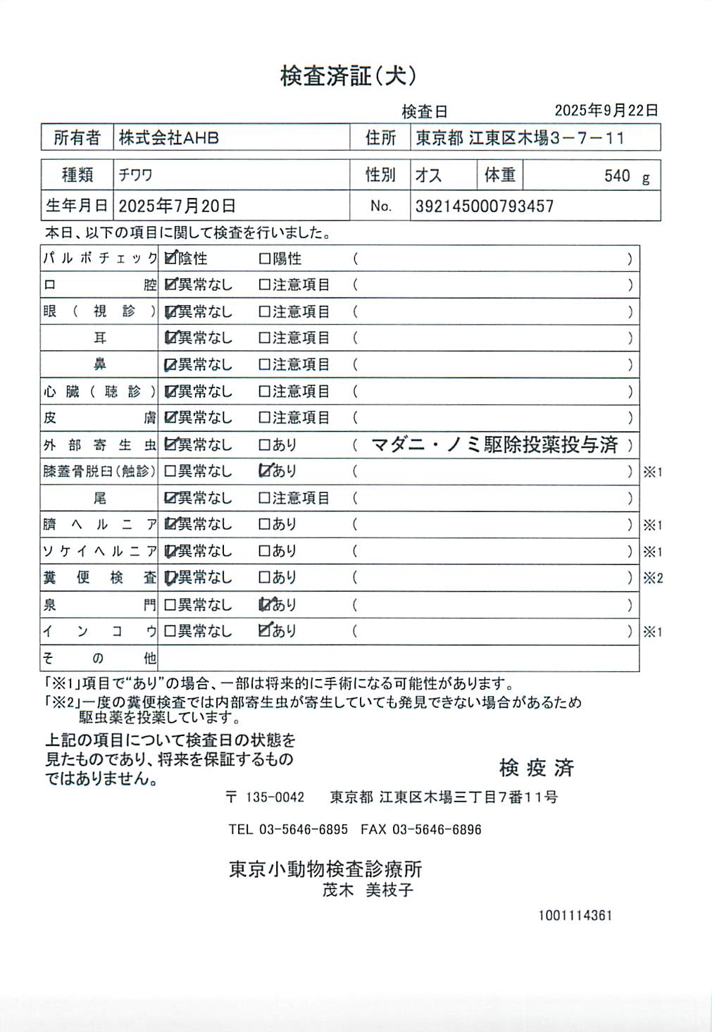 チワワ