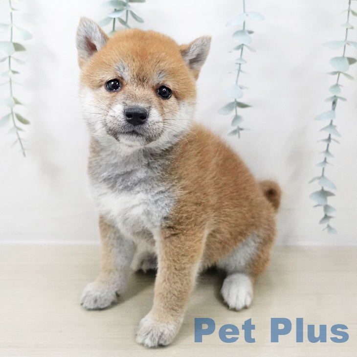 宮城県の柴犬(標準サイズ) (ペットプラス仙台上杉店/2025年7月19日生まれ/男の子/赤)の子犬の1枚目の画像