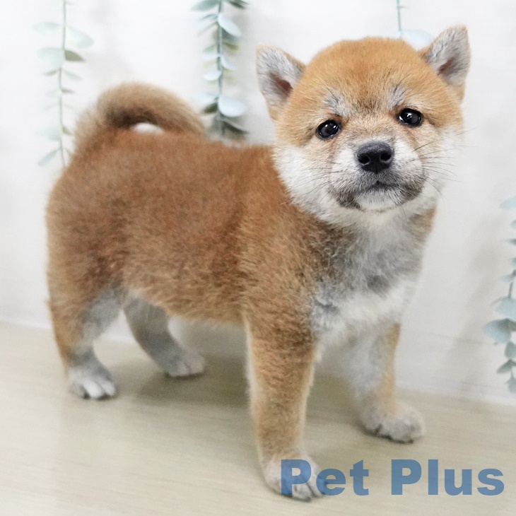 宮城県の柴犬(標準サイズ) (ペットプラス仙台上杉店/2025年7月19日生まれ/男の子/赤)の子犬の2枚目の画像