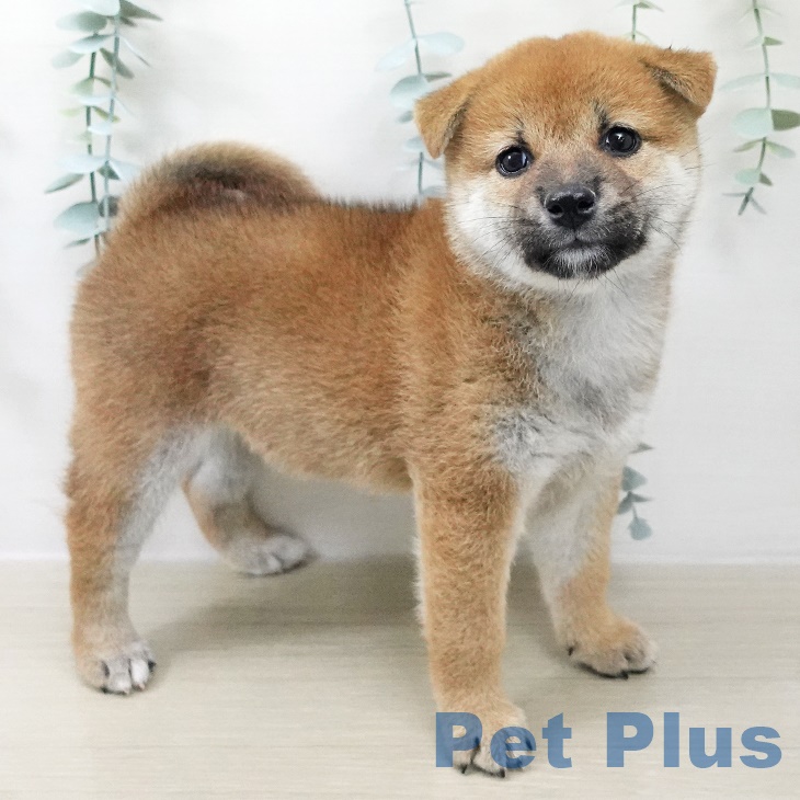東京都の柴犬(標準サイズ) (ペットプラス日の出店/2025年7月19日生まれ/女の子/赤)の子犬の1枚目の画像