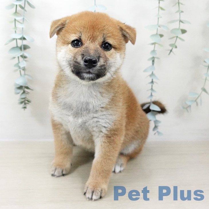 東京都の柴犬(標準サイズ) (ペットプラス日の出店/2025年7月19日生まれ/女の子/赤)の子犬の2枚目の画像