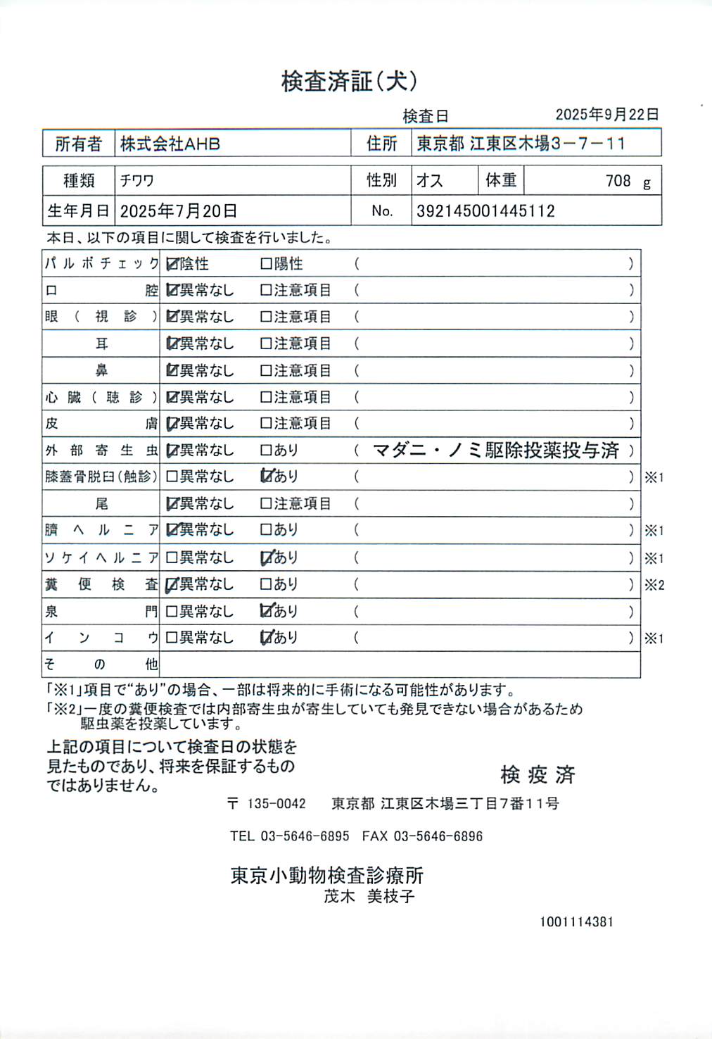 チワワ