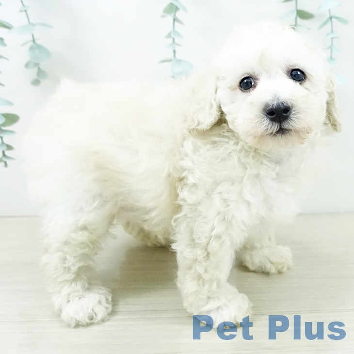 埼玉県のトイプードル(トイ) (ペットプラス八潮店/2025年7月24日生まれ/男の子/クリーム)の子犬