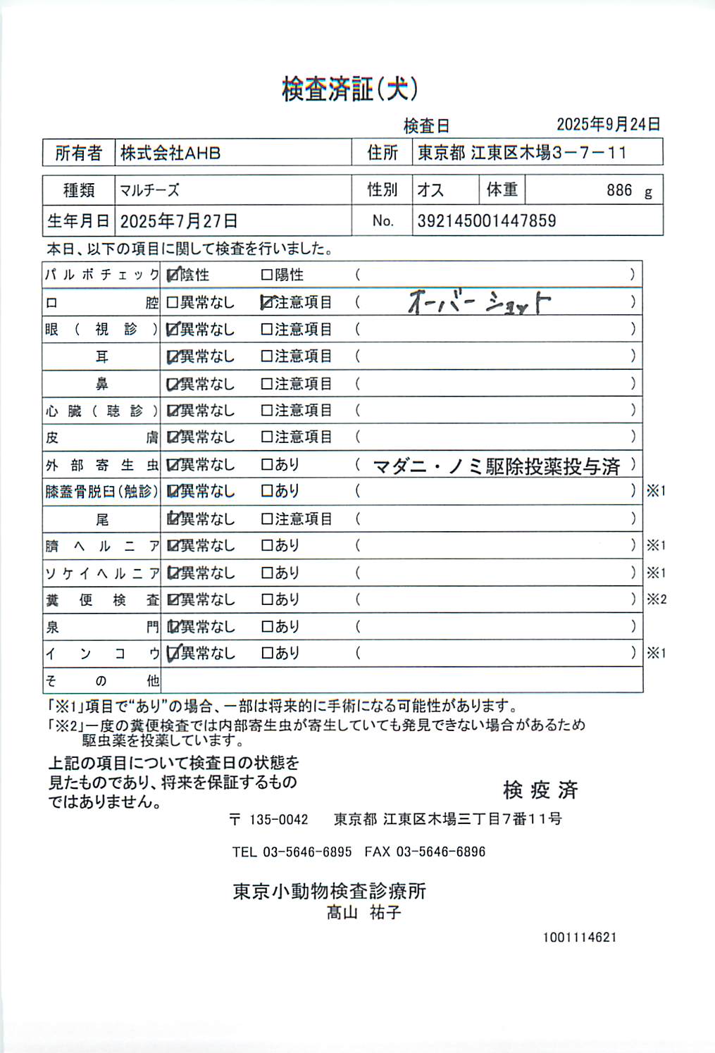 マルチーズ