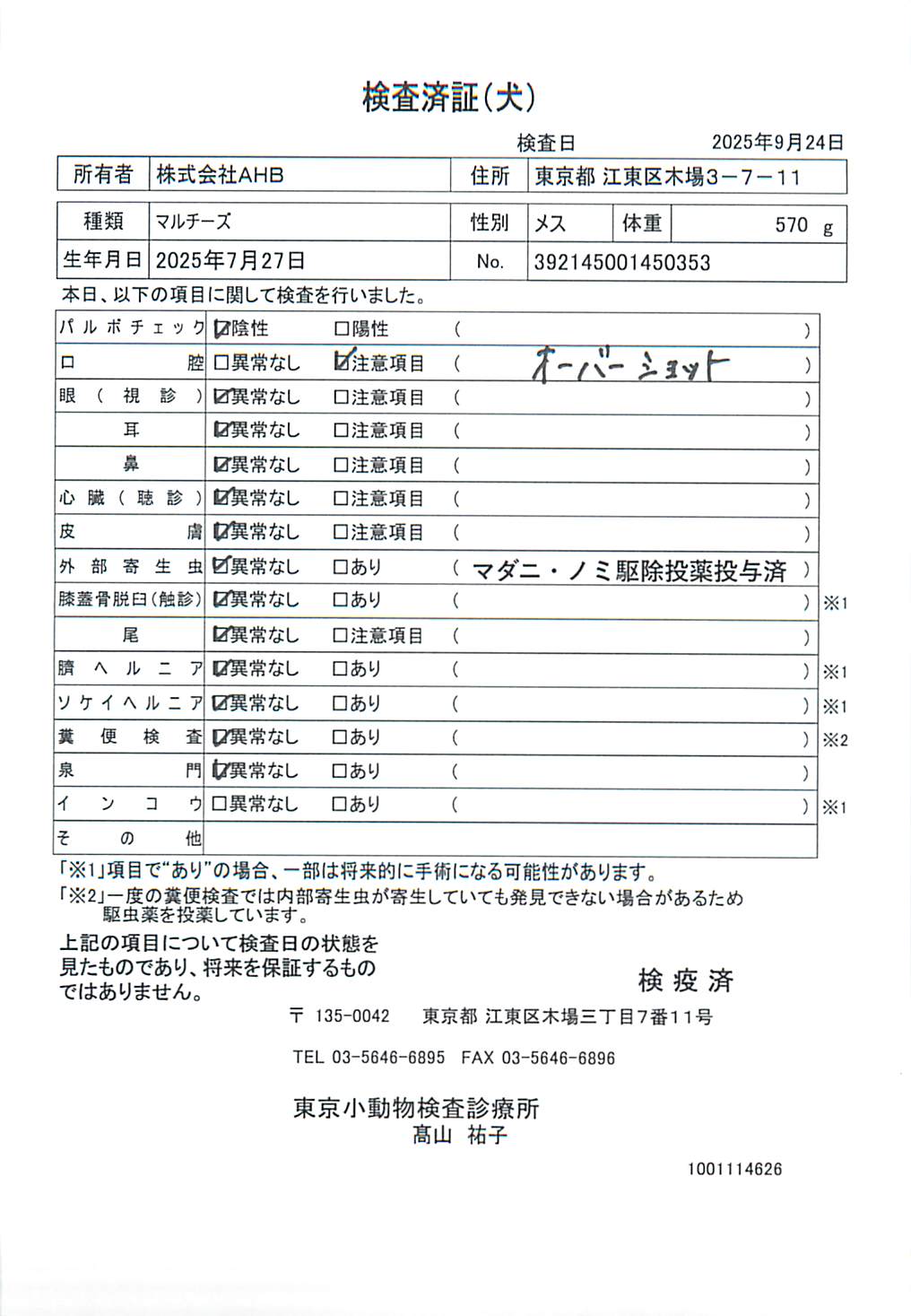 マルチーズ