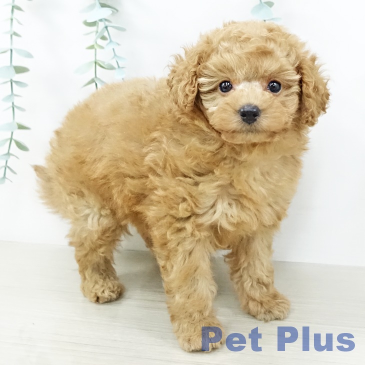 宮城県のトイプードル(トイ) (ペットプラス仙台上杉店/2025年7月28日生まれ/女の子/レッド)の子犬の1枚目の画像