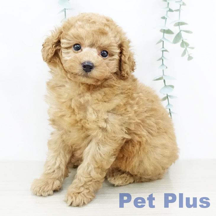 宮城県のトイプードル(トイ) (ペットプラス仙台上杉店/2025年7月28日生まれ/女の子/レッド)の子犬の2枚目の画像