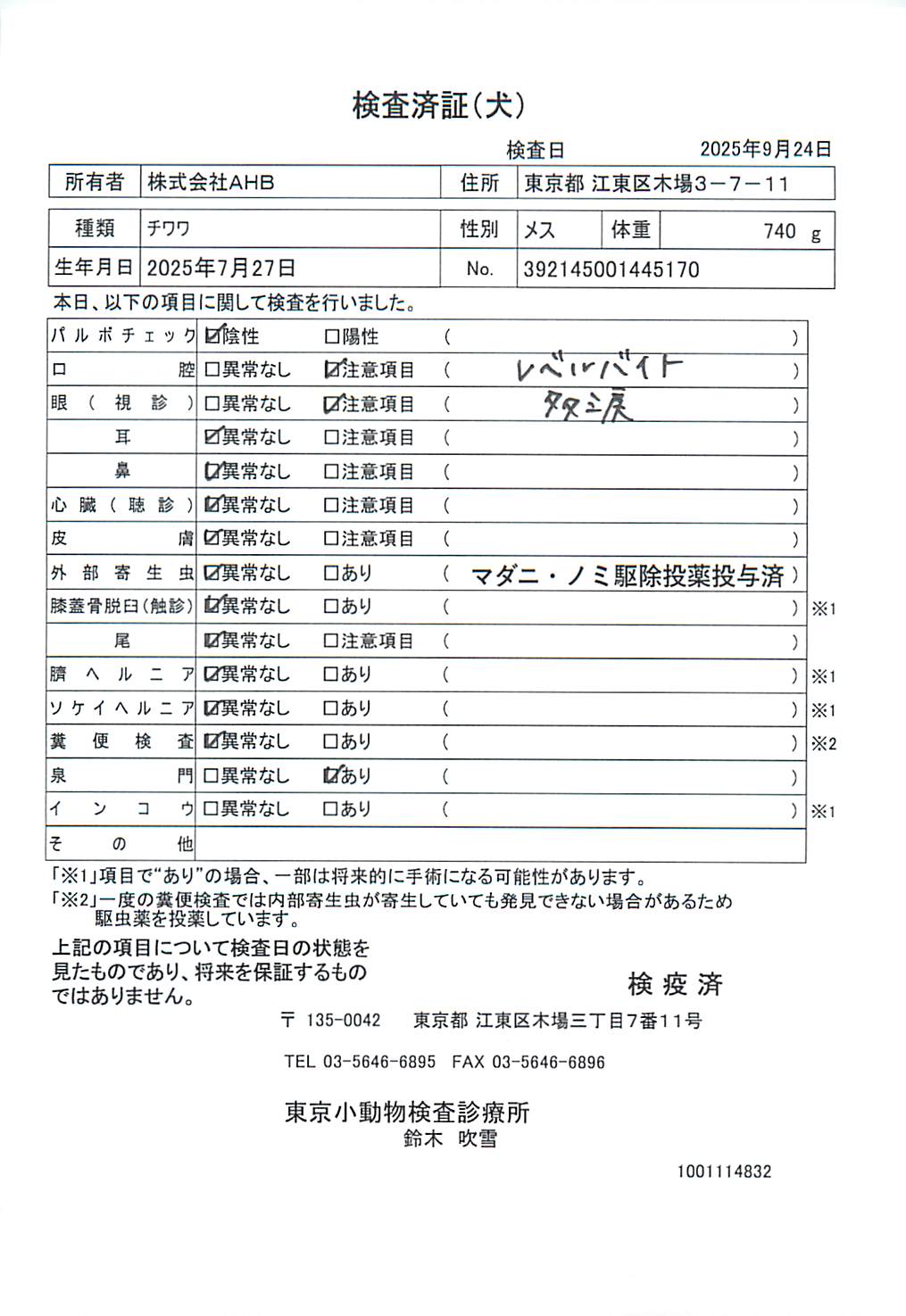 チワワ