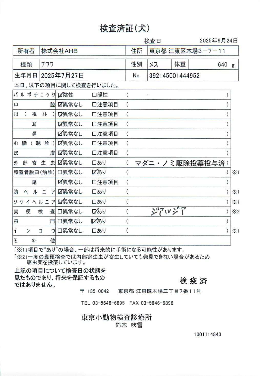 チワワ