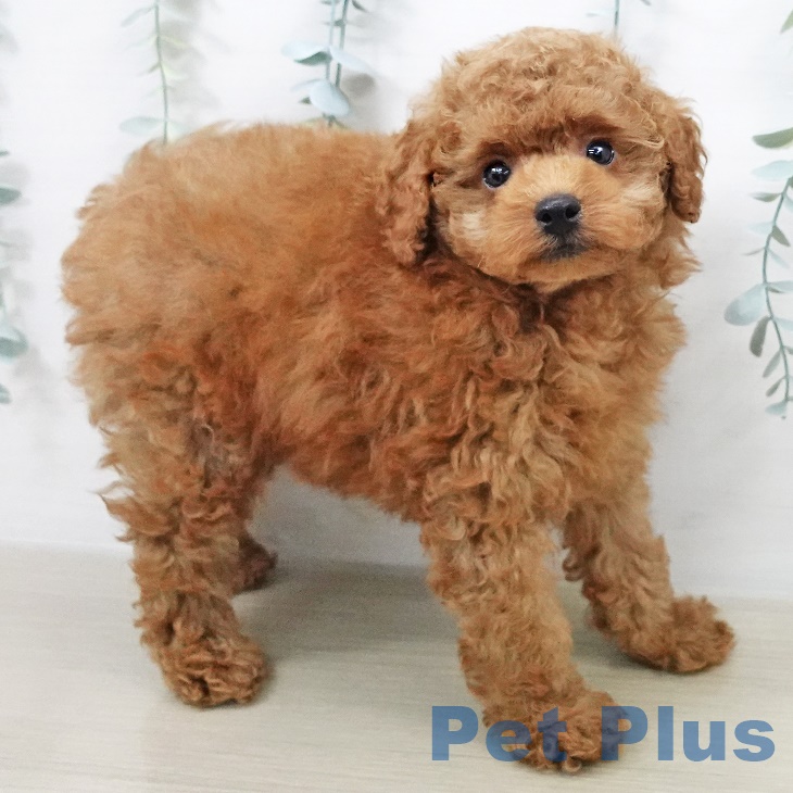 埼玉県のトイプードル(トイ) (ペットプラス新座店/2025年7月30日生まれ/男の子/レッド)の子犬の2枚目の画像