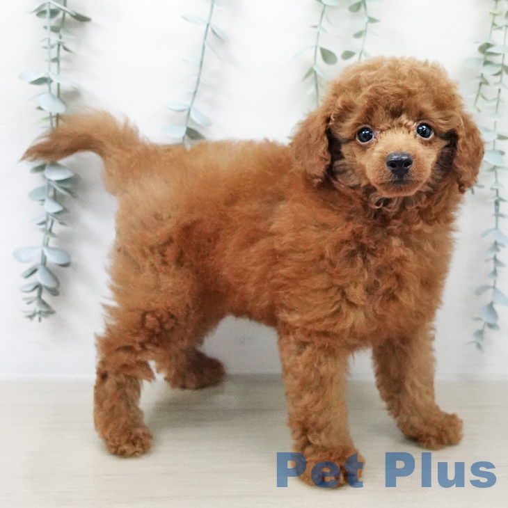 茨城県のトイプードル(トイ) (ペットプラス阿見店/2025年7月30日生まれ/男の子/レッド)の子犬の2枚目の画像