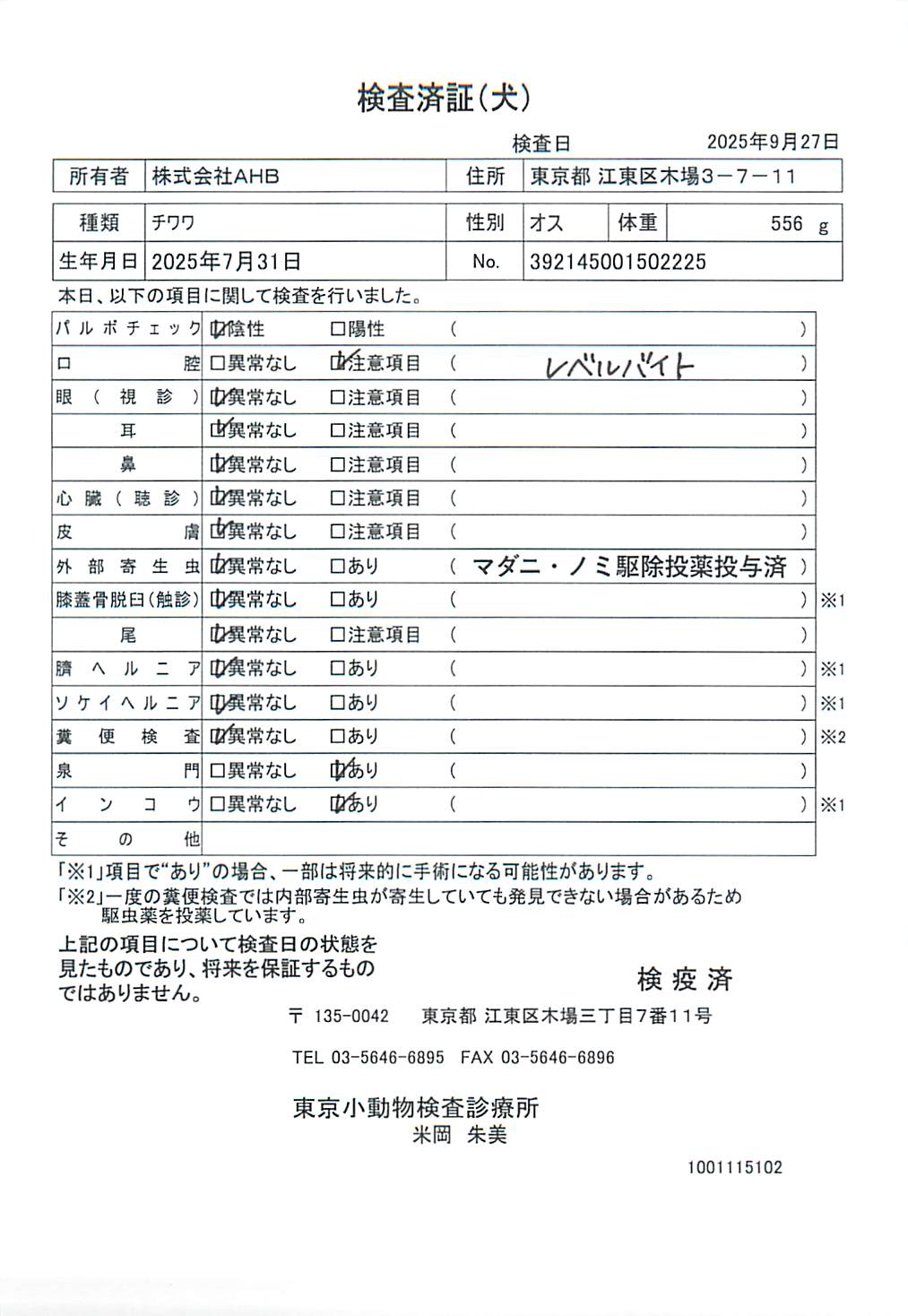 チワワ