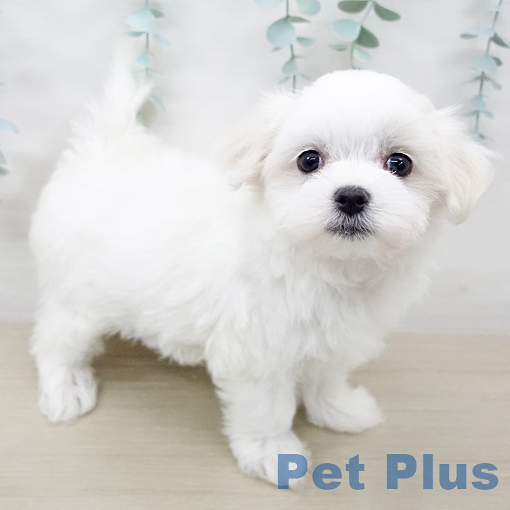 埼玉県のマルチーズ (ペットプラス与野店/2025年7月31日生まれ/女の子/ホワイト)の子犬