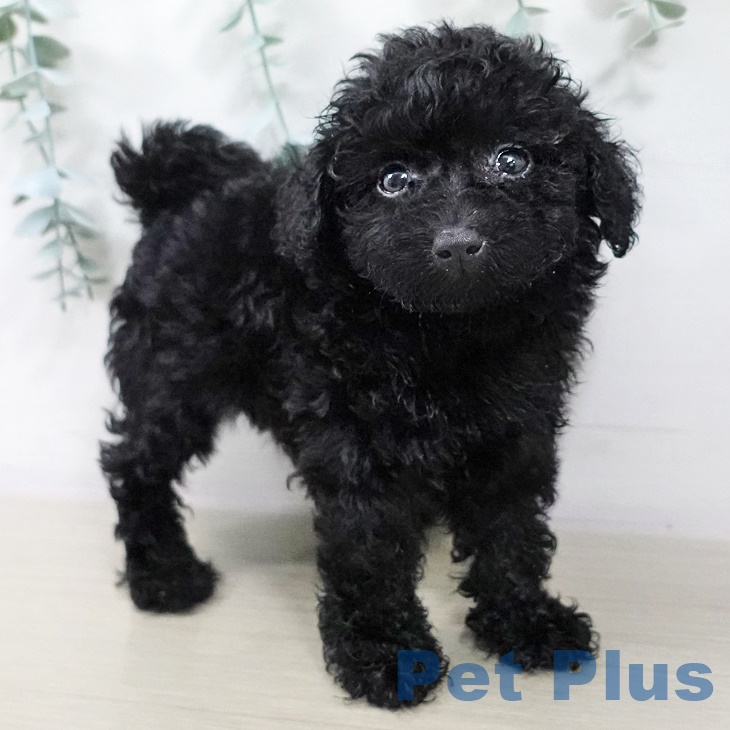 千葉県のトイプードル(トイ) (ペットプラス 柏店/2025年7月29日生まれ/女の子/ブラック)の子犬の1枚目の画像