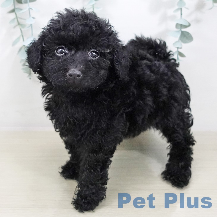 千葉県のトイプードル(トイ) (ペットプラス 柏店/2025年7月29日生まれ/女の子/ブラック)の子犬の2枚目の画像
