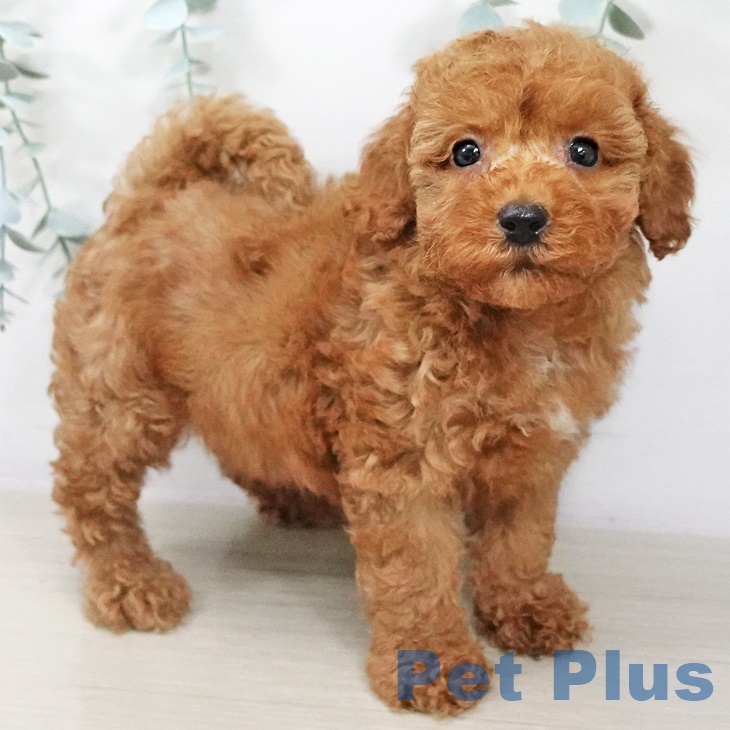 埼玉県のトイプードル(トイ) (ペットプラス与野店/2025年7月29日生まれ/女の子/レッド)の子犬