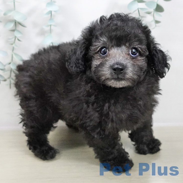 福島県のトイプードル(トイ) (ペットプラス福島店/2025年7月31日生まれ/男の子/シルバー)の子犬