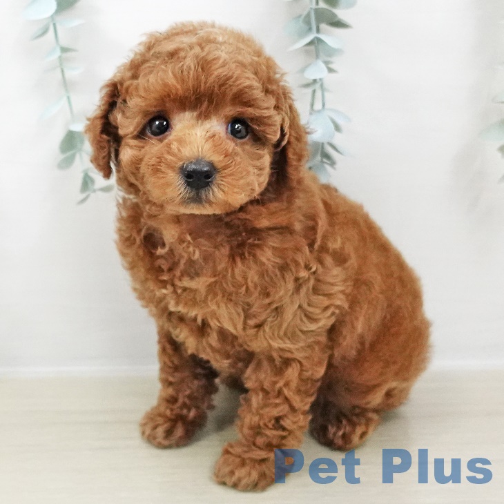 茨城県のトイプードル(トイ) (ペットプラスつくば店/2025年7月28日生まれ/女の子/レッド)の子犬の2枚目の画像
