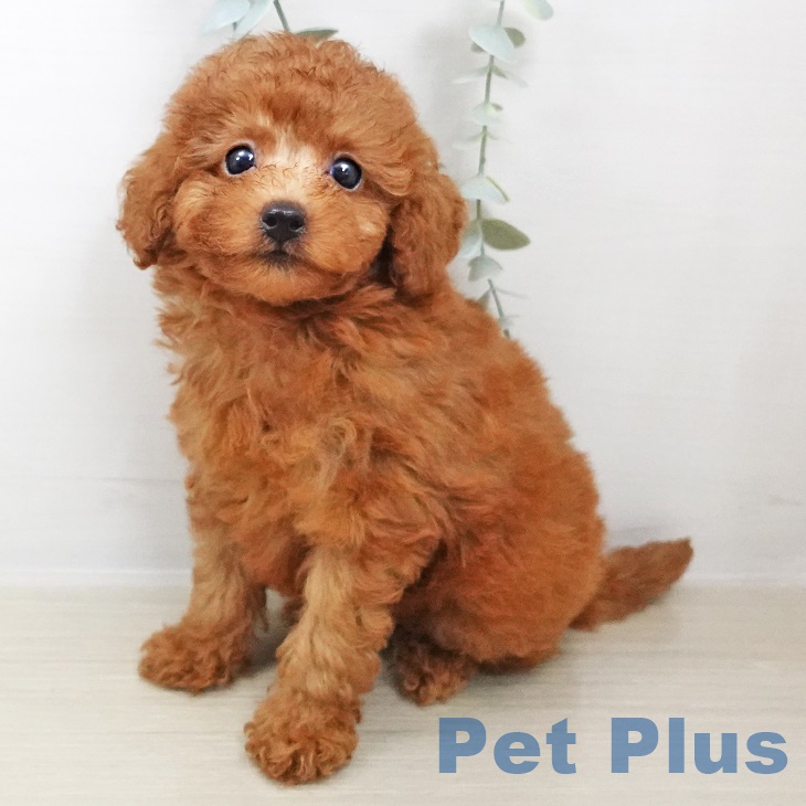 東京都のトイプードル(トイ) (ペットプラス板橋店/2025年7月25日生まれ/男の子/レッド)の子犬の1枚目の画像