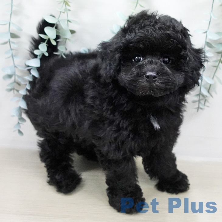 長野県のトイプードル(トイ) (ペットプラス上田店/2025年7月29日生まれ/女の子/ブラック)の子犬