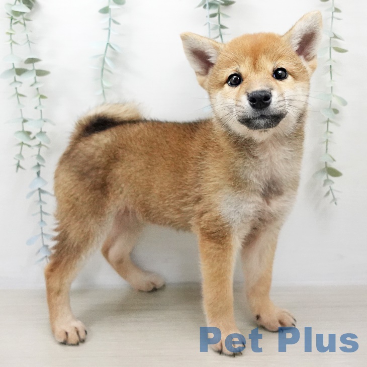 埼玉県の柴犬(標準サイズ) (ペットプラスイオンモール春日部店/2025年8月1日生まれ/女の子/赤)の子犬