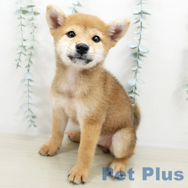千葉県の柴犬(標準サイズ) (ペットプラス八千代緑が丘店/2025年8月1日生まれ/女の子/赤)の子犬