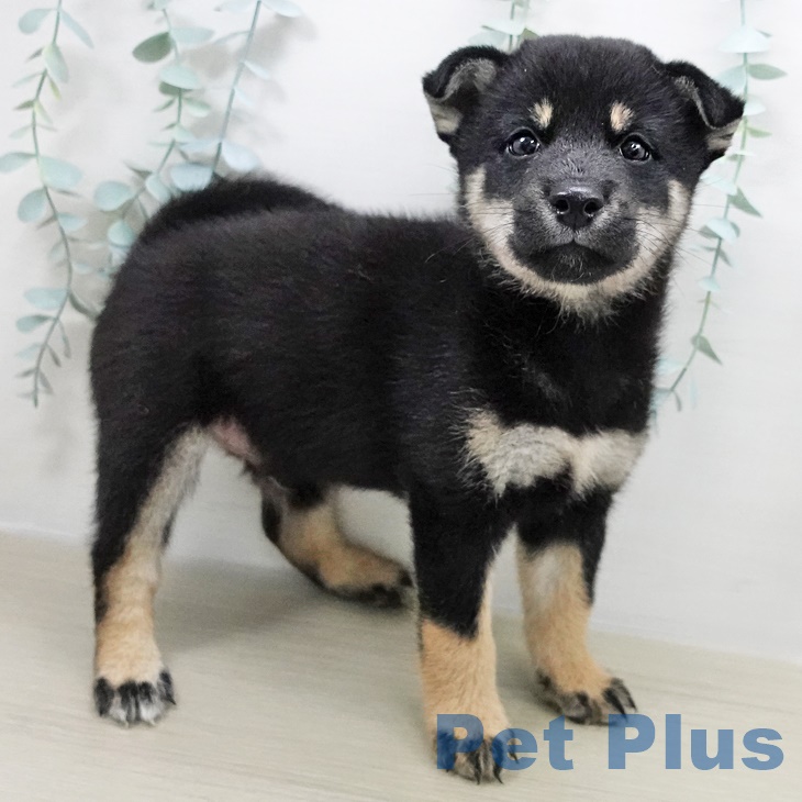 千葉県の柴犬(標準サイズ) (ペットプラスコトエ流山おおたかの森店/2025年8月1日生まれ/男の子/黒)の子犬の2枚目の画像