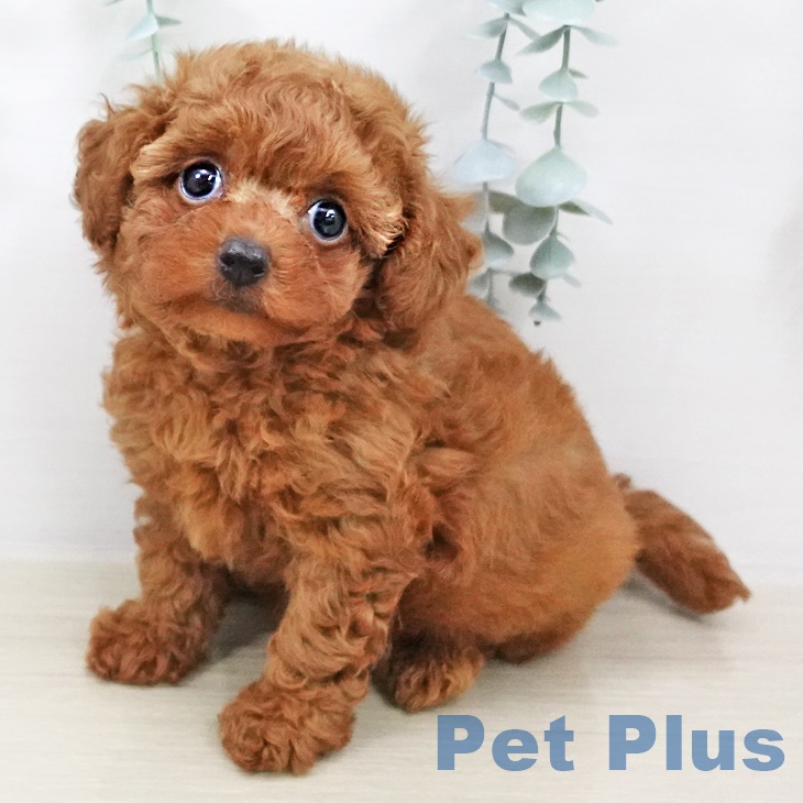 埼玉県のトイプードル(トイ) (ペットプラス羽生店/2025年7月30日生まれ/女の子/レッド)の子犬